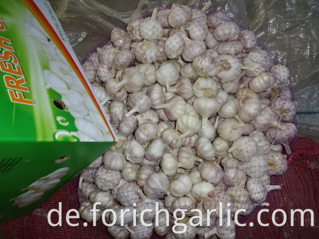 Fresh Normal Garlic Price